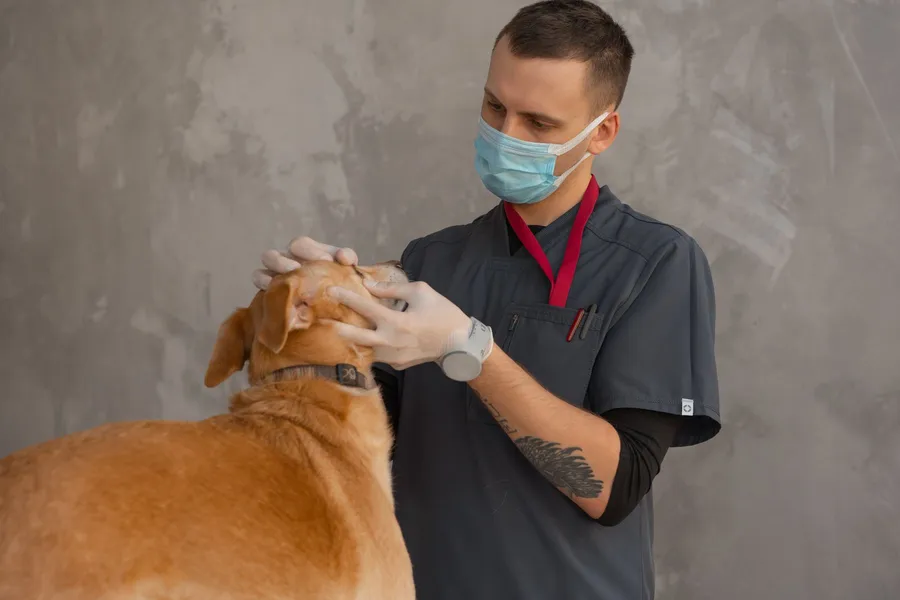 Veterinário examinando um cão durante a consulta
