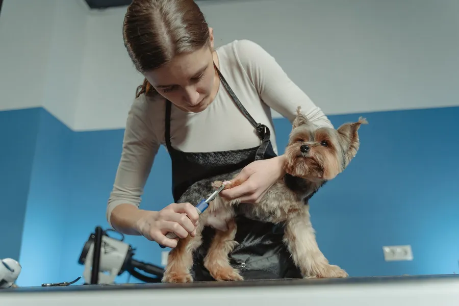Profissional fazendo a tosa de um cão