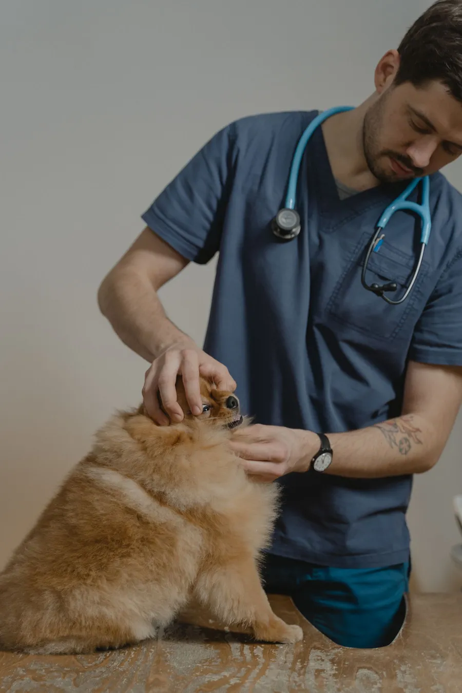 Veterinário atendendo um cão em consulta de emergência